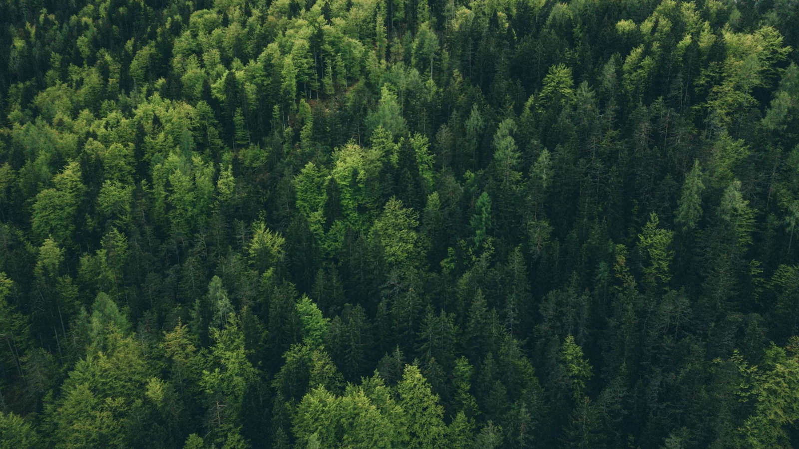 Gratu goes to TikTok